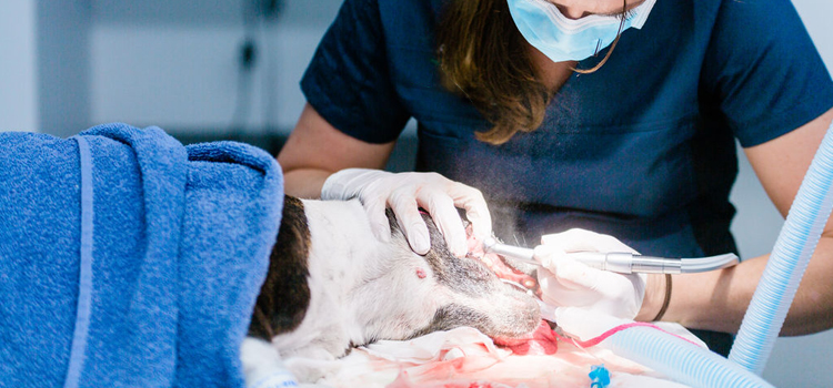 White Hills animal hospital veterinary operation