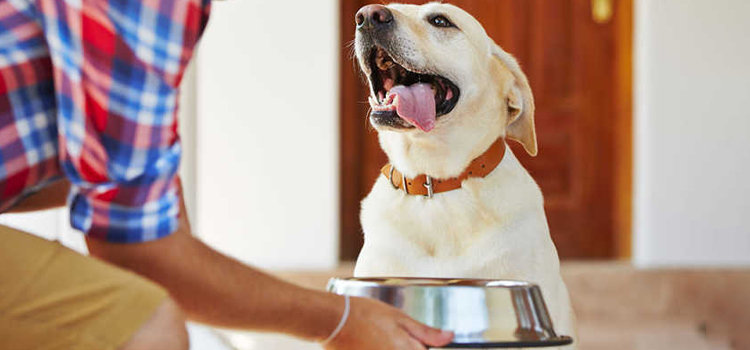 animal hospital nutritional counseling in Aguila