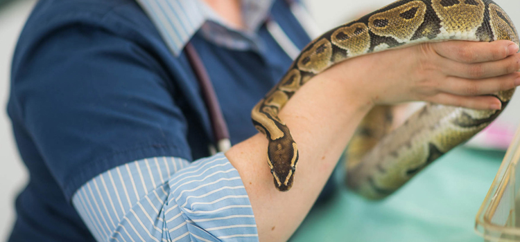 experienced vet care for reptiles in Valle