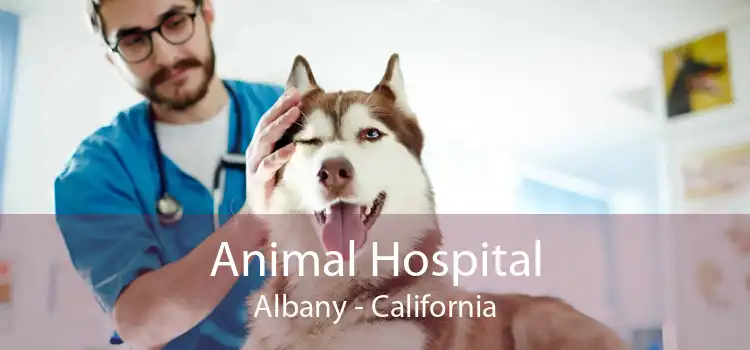 Animal Hospital Albany - California