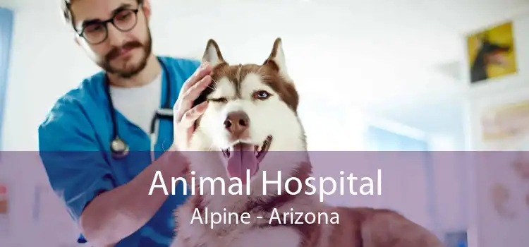 Animal Hospital Alpine - Arizona