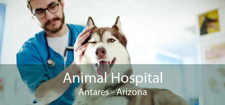 Animal Hospital Antares - Arizona