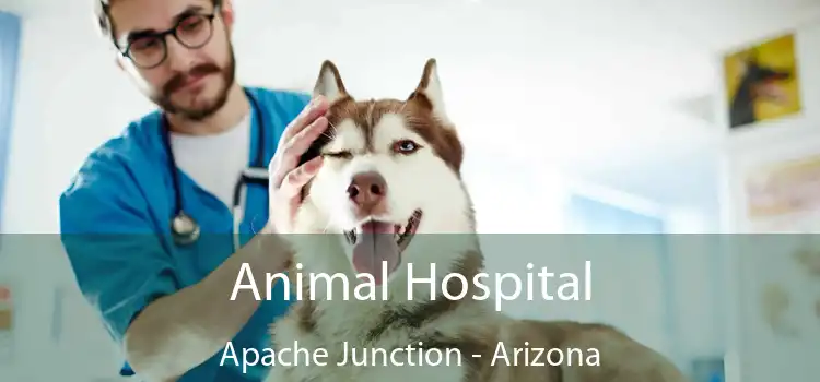 Animal Hospital Apache Junction - Arizona