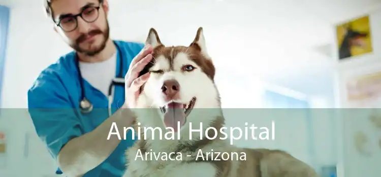 Animal Hospital Arivaca - Arizona