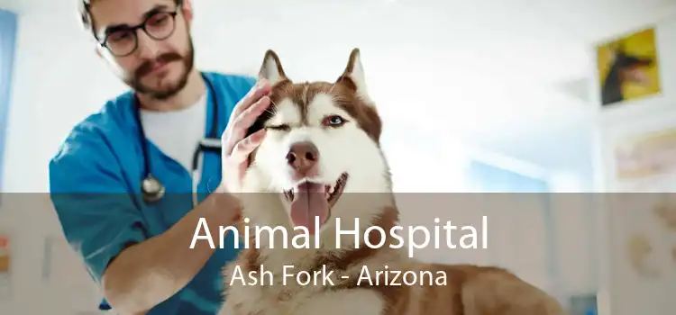 Animal Hospital Ash Fork - Arizona