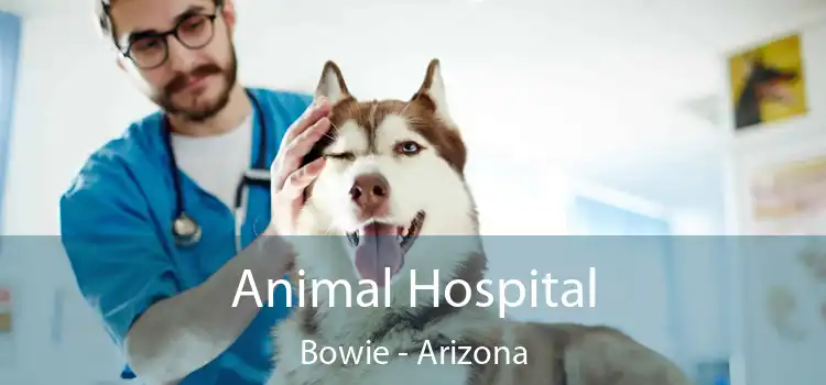 Animal Hospital Bowie - Arizona