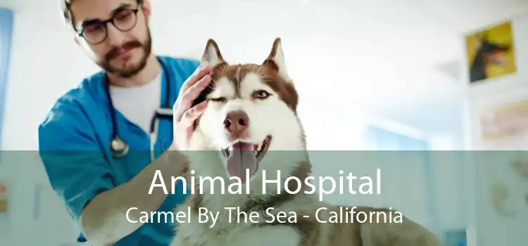 Animal Hospital Carmel By The Sea - California