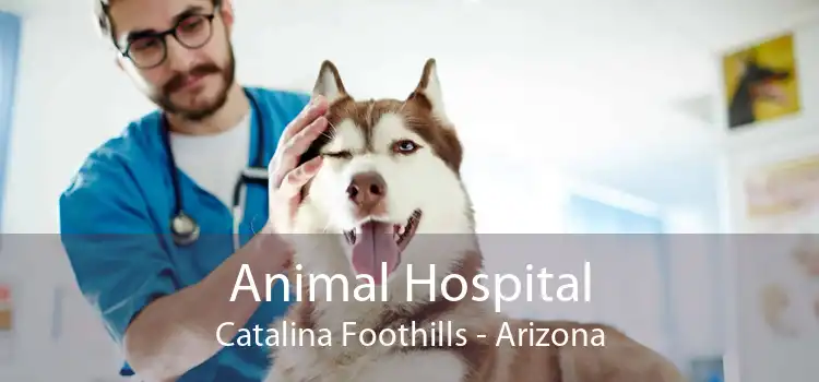 Animal Hospital Catalina Foothills - Arizona