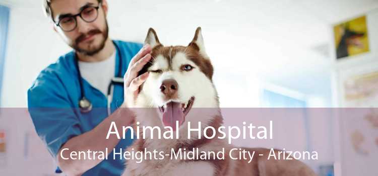 Animal Hospital Central Heights-Midland City - Arizona