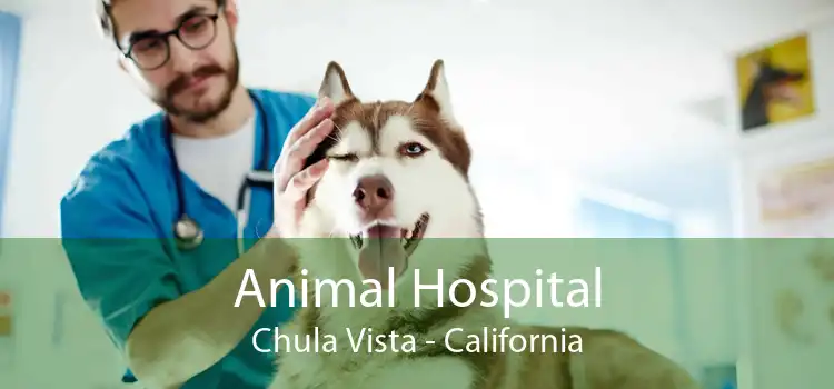 Animal Hospital Chula Vista - California