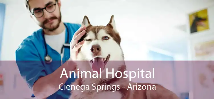Animal Hospital Cienega Springs - Arizona