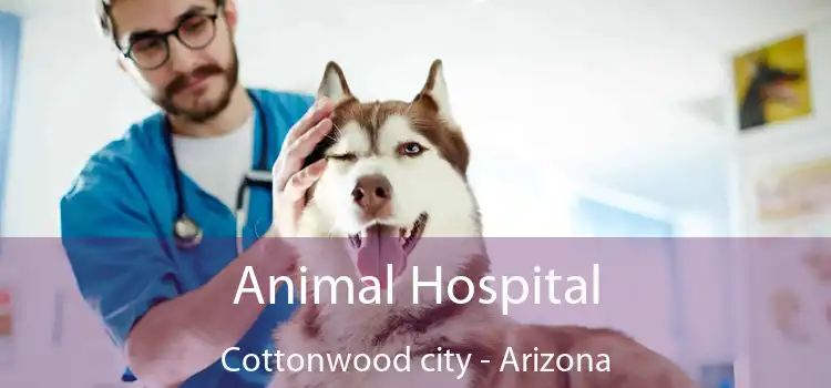 Animal Hospital Cottonwood city - Arizona