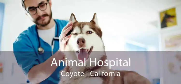 Animal Hospital Coyote - California