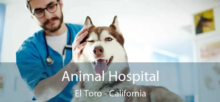 Animal Hospital El Toro - California