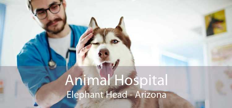 Animal Hospital Elephant Head - Arizona