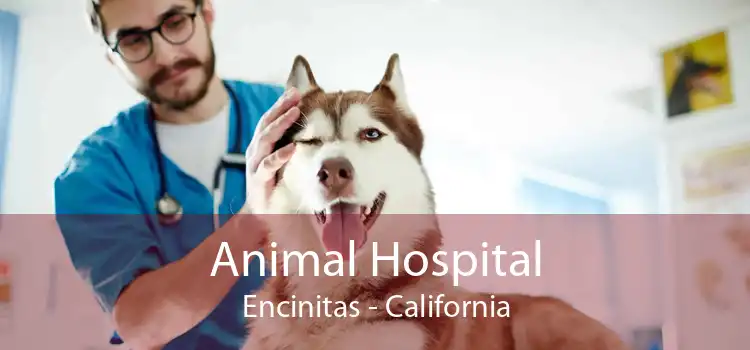 Animal Hospital Encinitas - California