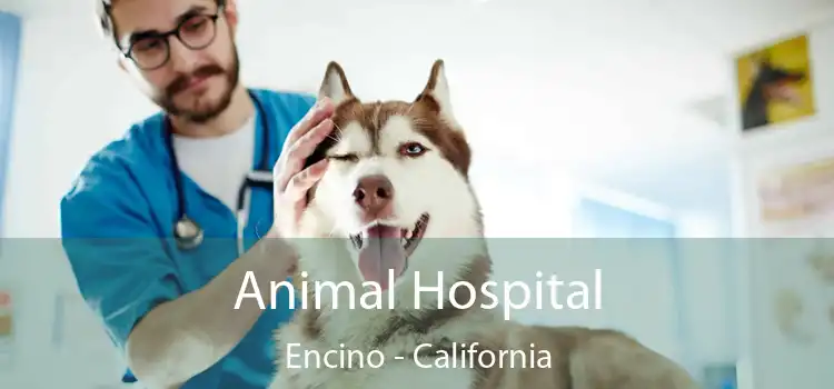 Animal Hospital Encino - California