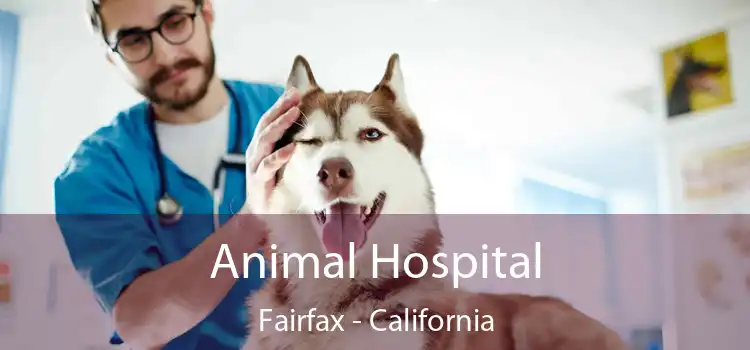 Animal Hospital Fairfax - California