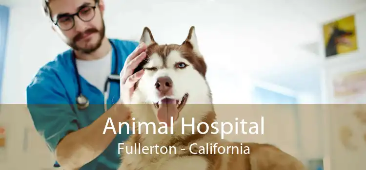 Animal Hospital Fullerton - California
