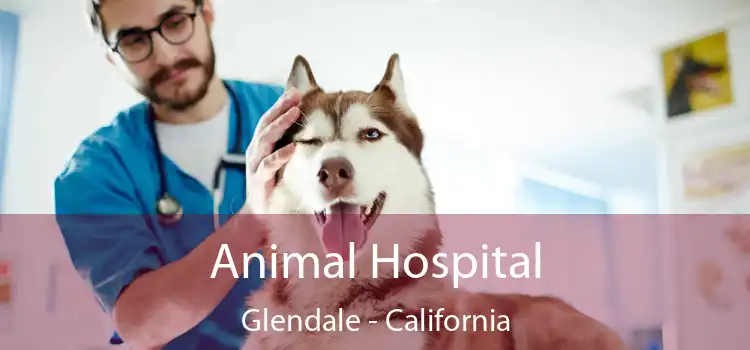 Animal Hospital Glendale - California