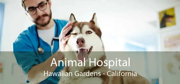 Animal Hospital Hawaiian Gardens - California