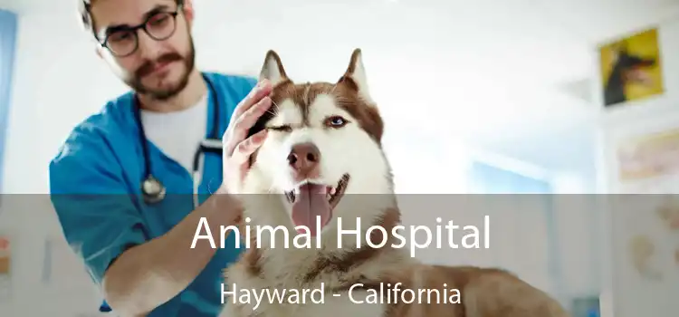 Animal Hospital Hayward - California