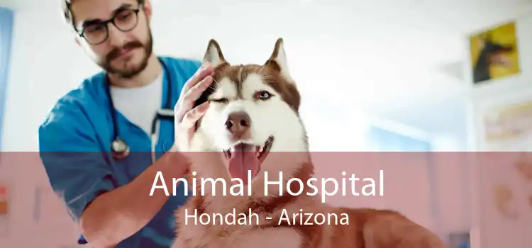 Animal Hospital Hondah - Arizona