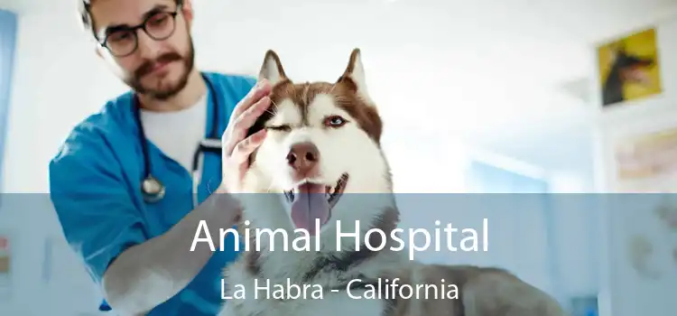 Animal Hospital La Habra - California