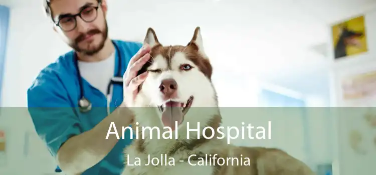 Animal Hospital La Jolla - California