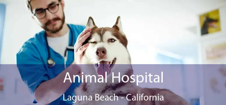 Animal Hospital Laguna Beach - California