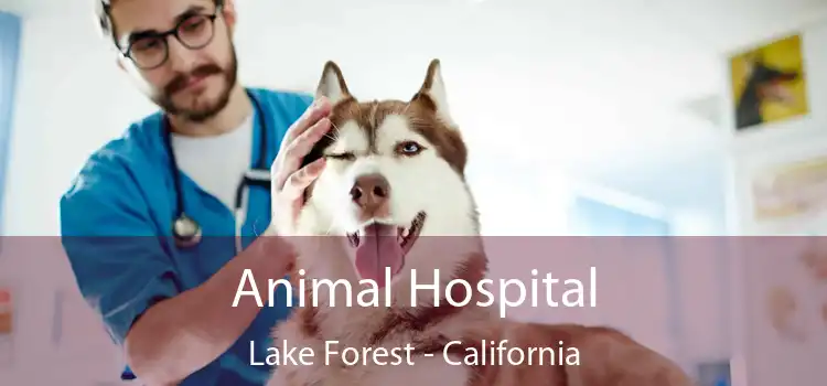 Animal Hospital Lake Forest - California