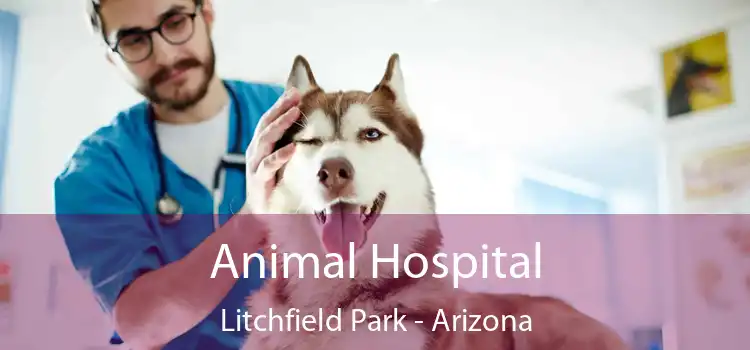 Animal Hospital Litchfield Park - Arizona
