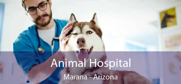 Animal Hospital Marana - Arizona