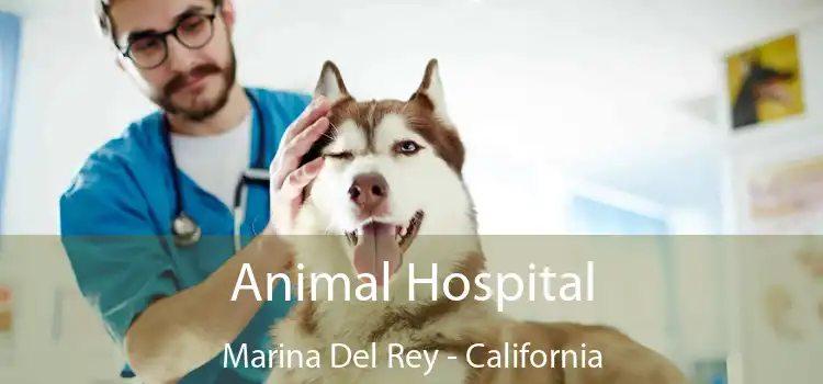 Animal Hospital Marina Del Rey - California