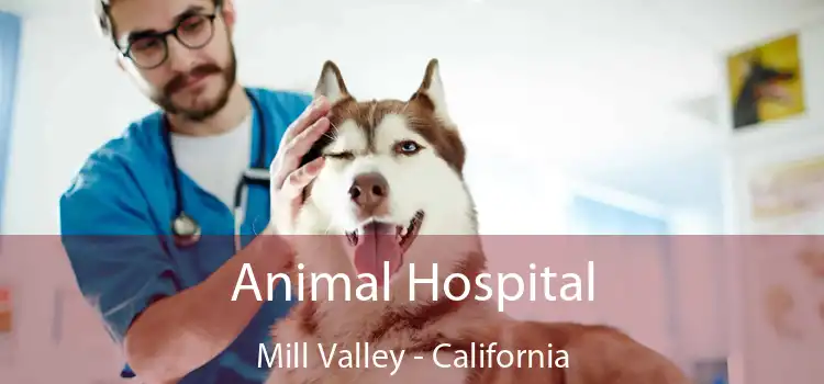 Animal Hospital Mill Valley - California