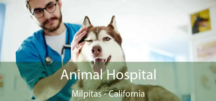 Animal Hospital Milpitas - California