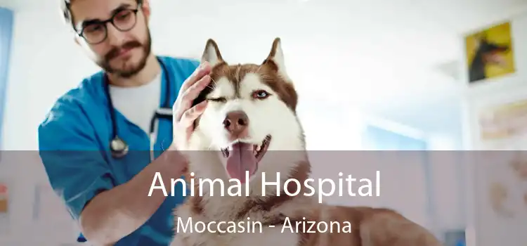 Animal Hospital Moccasin - Arizona