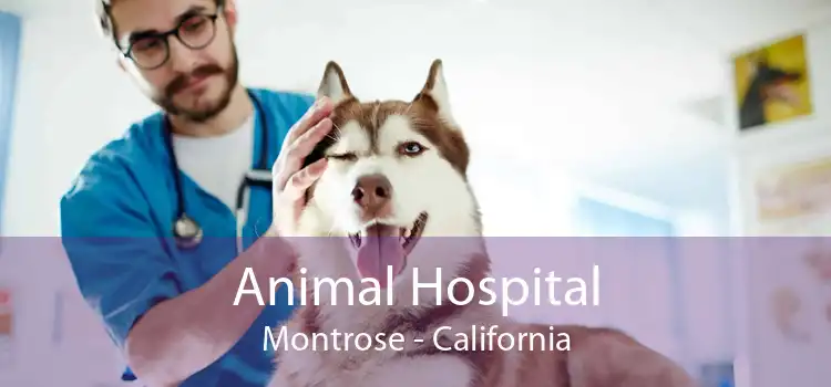 Animal Hospital Montrose - California