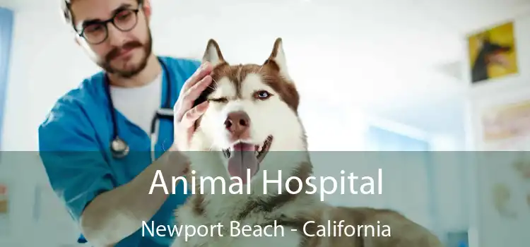 Animal Hospital Newport Beach - California