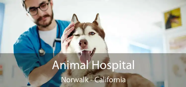 Animal Hospital Norwalk - California