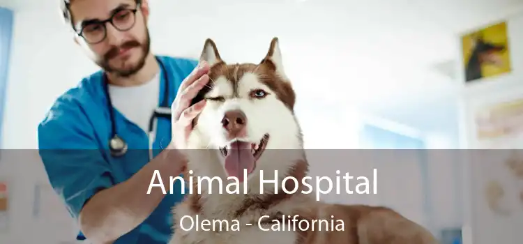Animal Hospital Olema - California