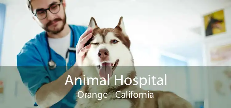 Animal Hospital Orange - California