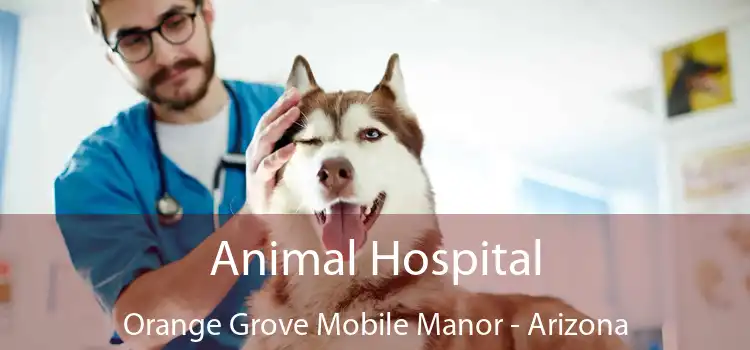 Animal Hospital Orange Grove Mobile Manor - Arizona
