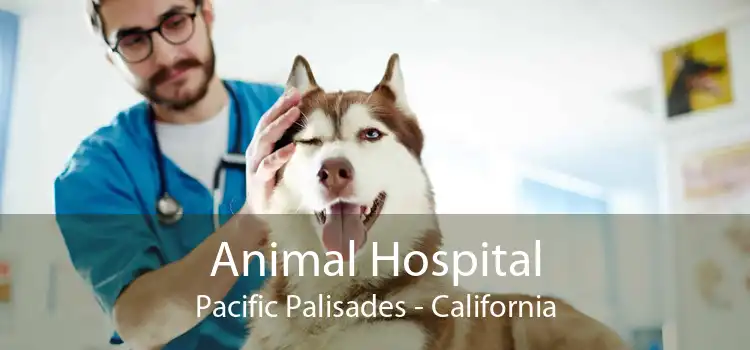 Animal Hospital Pacific Palisades - California