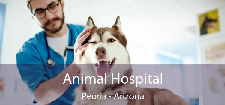 Animal Hospital Peoria - Arizona