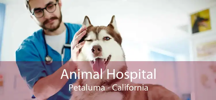 Animal Hospital Petaluma - California