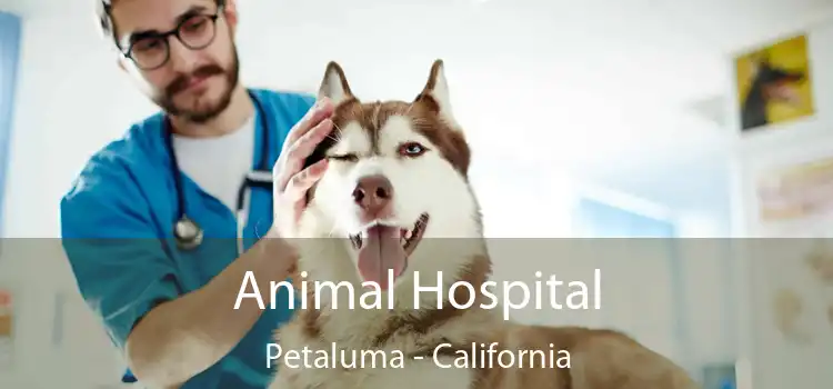 Animal Hospital Petaluma - California