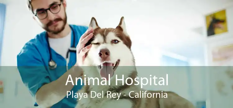 Animal Hospital Playa Del Rey - California