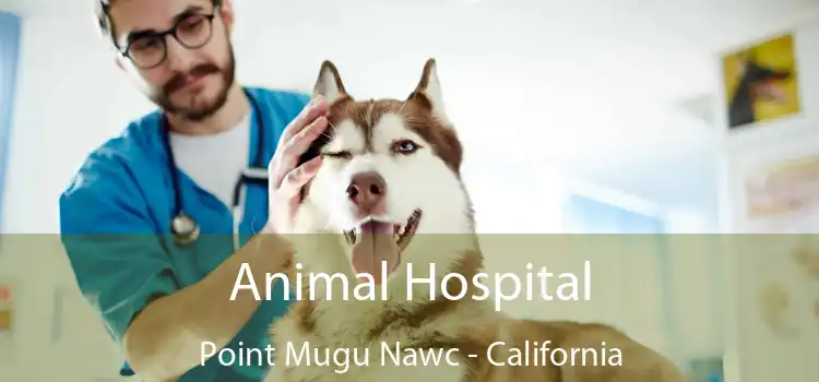 Animal Hospital Point Mugu Nawc - California