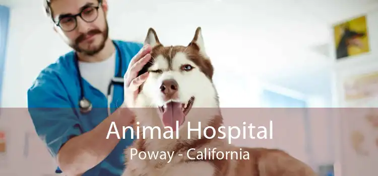 Animal Hospital Poway - California